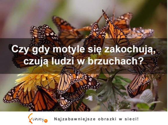 Zakochane motyle