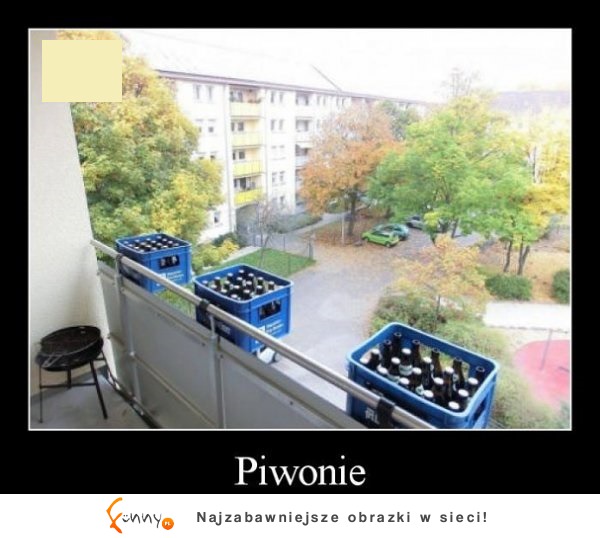 Piwonie