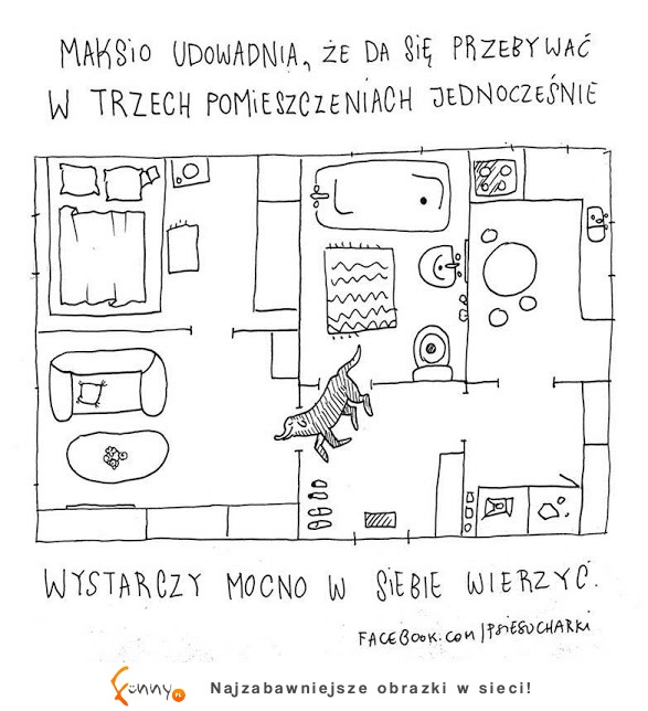 Śmieszne sytuacje, które zrozumieją tylko właściciele psów! Śmieszne sytuacje, które zrozumieją tylko właściciele psów!