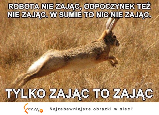 Zając to zając