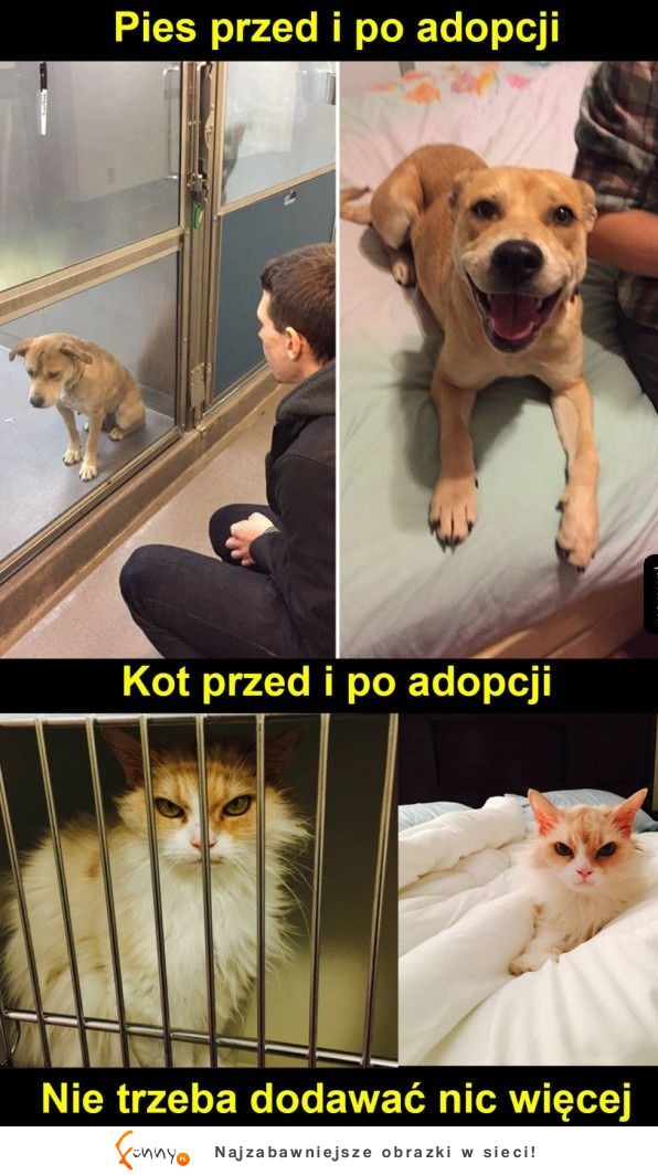 Pies po adopcji vs kot - typowo XD