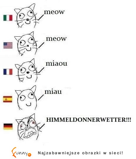 Meow vs Niemcy :)