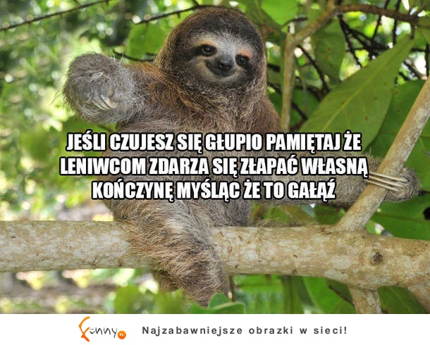 Leniwce są super