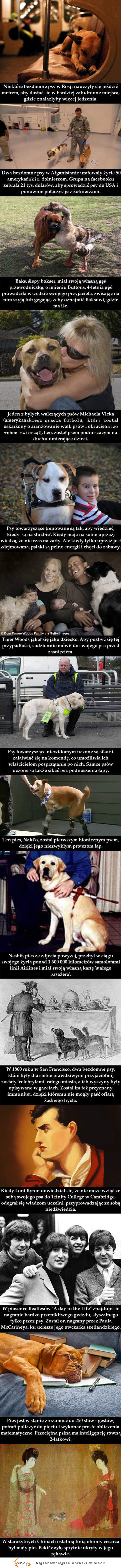 Historie niesamowitych PSÓW! Zakochasz się!