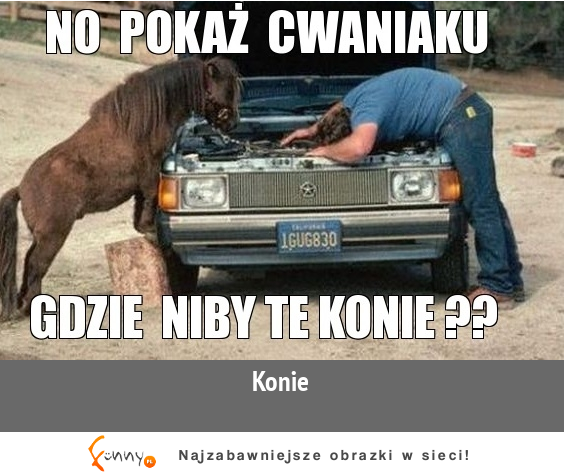 Pokaż te konie cwaniaczku :D