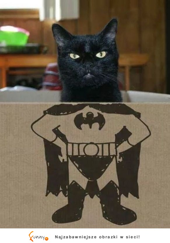 Batcat