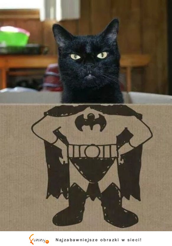 Batcat