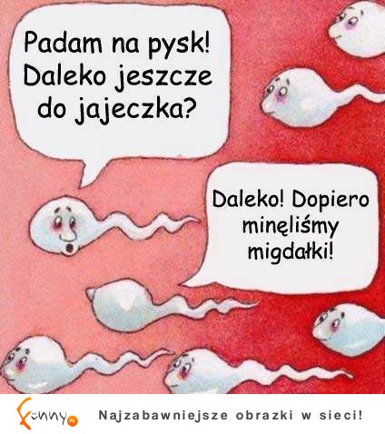 Padam na pysk! Daleko jeszcze do jajeczka?