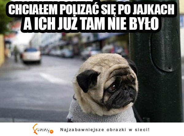 To ma probem piesek :P