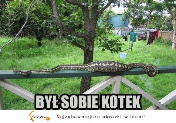 był sobie kotek