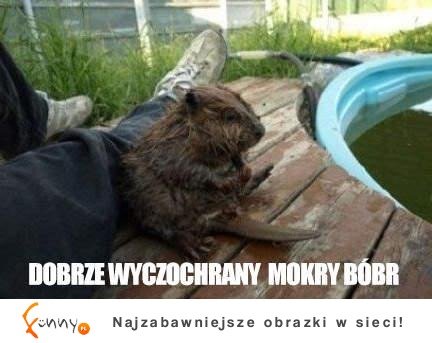 Mokry bóbr :D