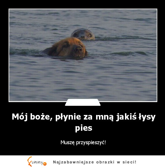 Mój boże, płynie za mna jakis łysy pies :)