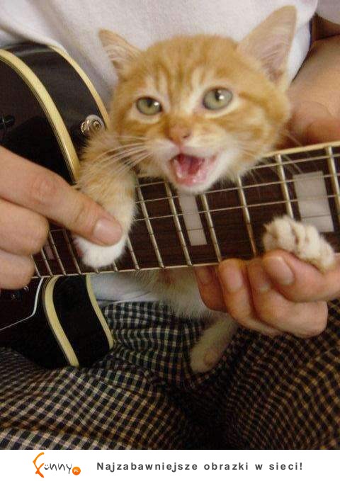 Kot i gitara