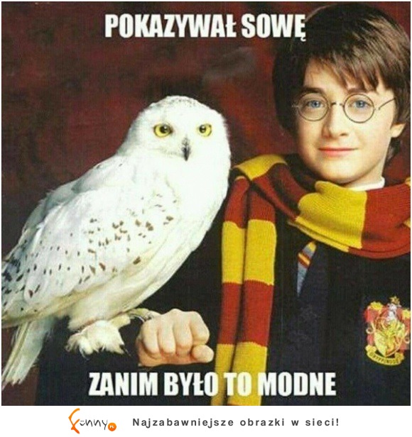 pokazywał sowę