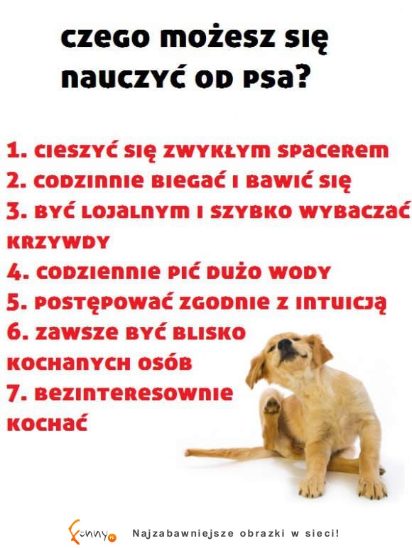 Czego się nauczysz od... PSA?