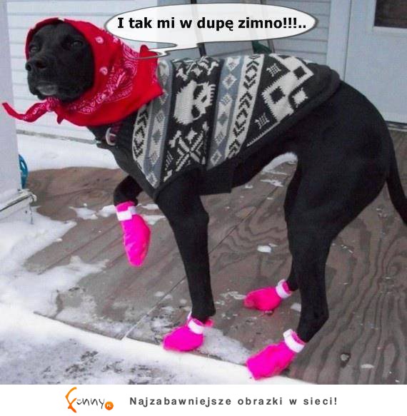 Zimno w dupę