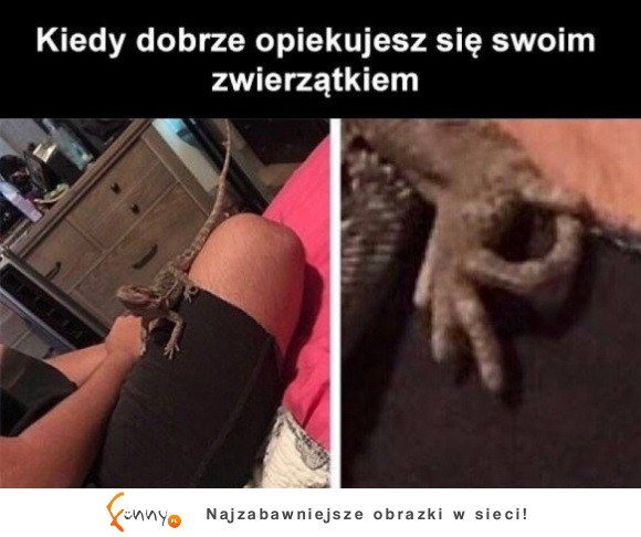 daje okejke