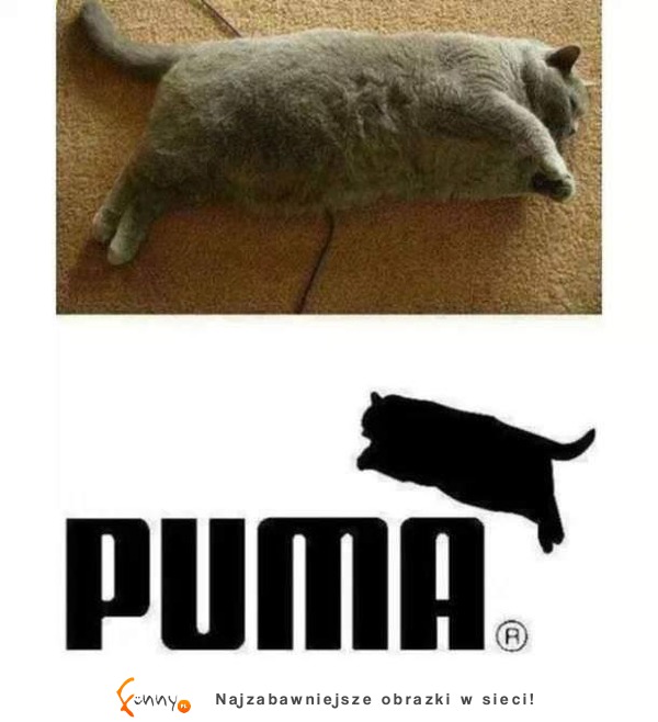 Puma