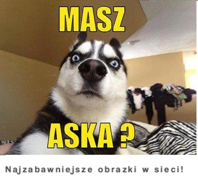 Masz aska? :)