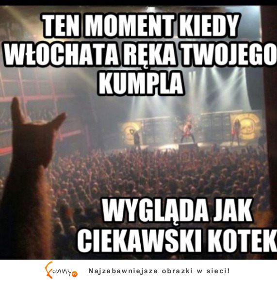 Ciekawski kotek