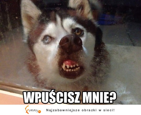 Wpuścisz mnie!