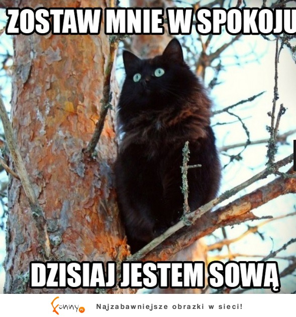 Jestem sową