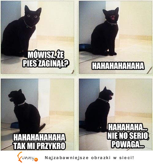 To wszystko wyjaśnia :D Dowód na to, że koty to złe istoty :D