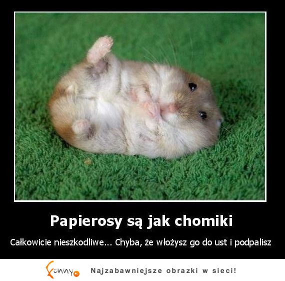 Papierosy są jak chomiki