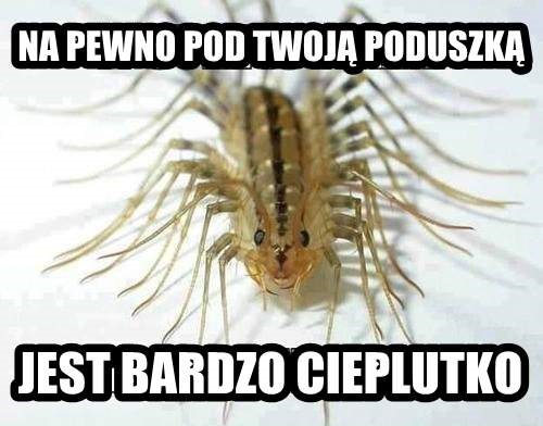 Pod Twoją poduszką