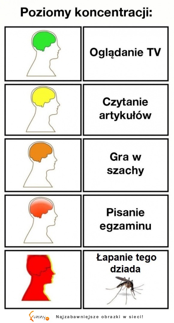 poziomy koncentracji