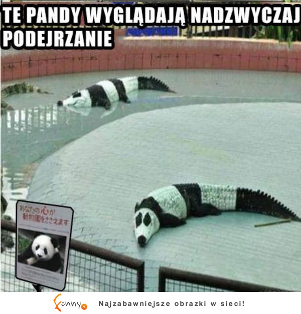 Dziwne pandy
