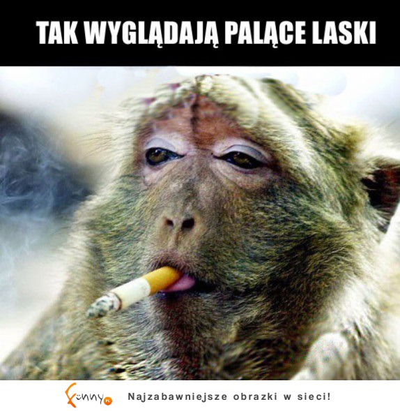 Laski z fajką