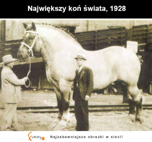 Największy koń świata