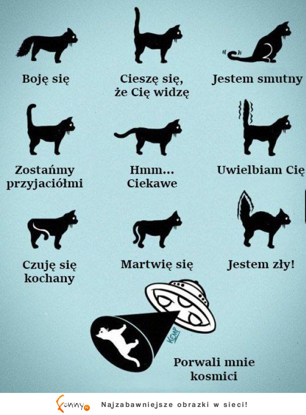 Słownik koto - ludzki! Lepiej sprawdzić :D