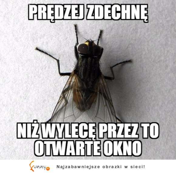 PRĘDZEJ ZDECHNIE