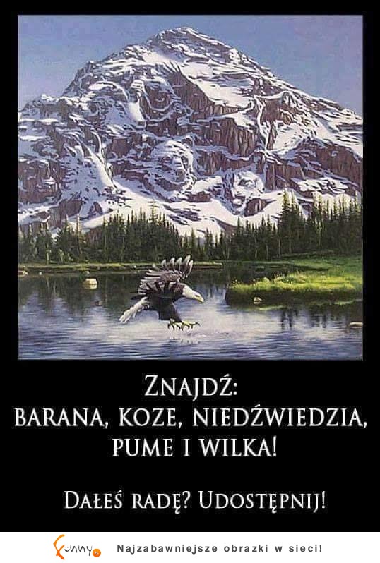 znajdź!