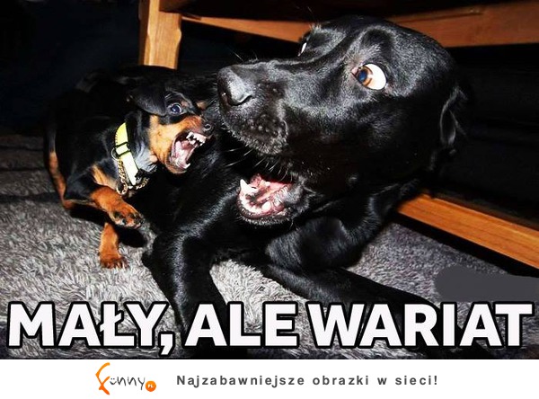 Mały, ale wariat