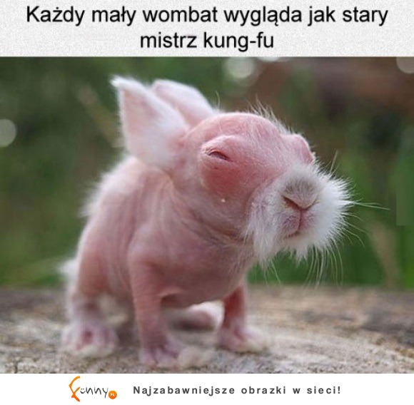 mały wombat