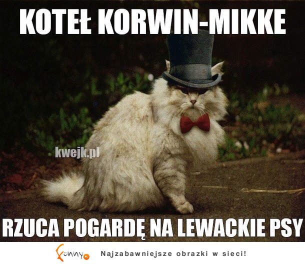 Kot Korwin