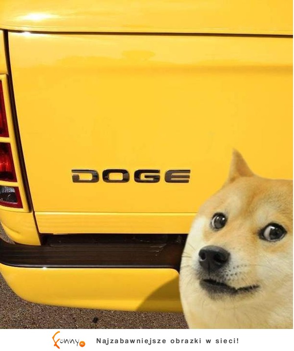 DOGE :D