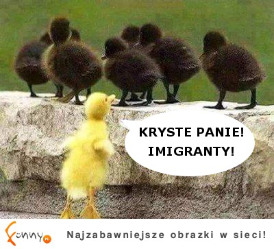 kryste panie