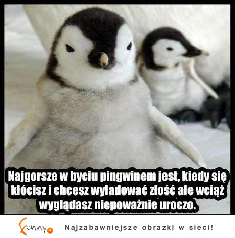 najgorsze w życiu pingwina