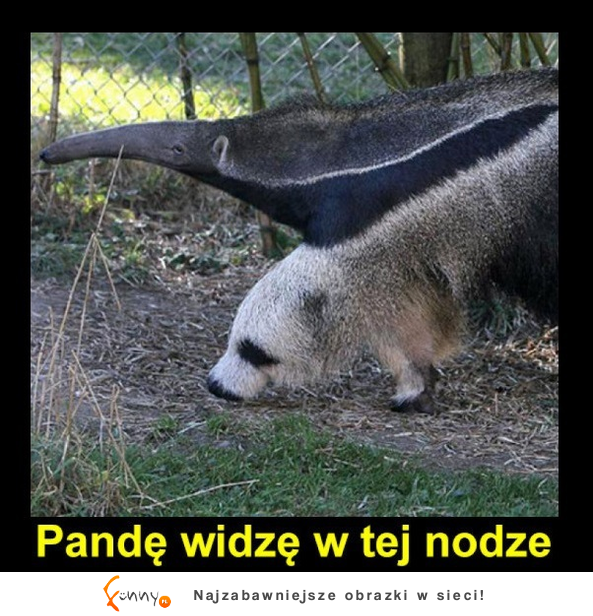 Widzę pandę