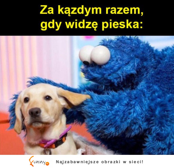 Kiedy widze psa