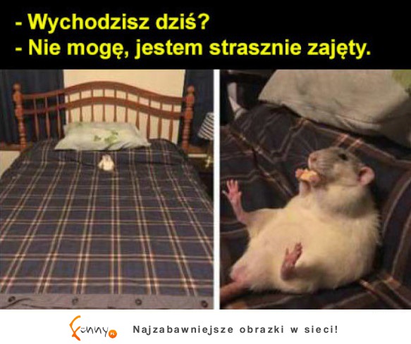 Bardzo zajęty