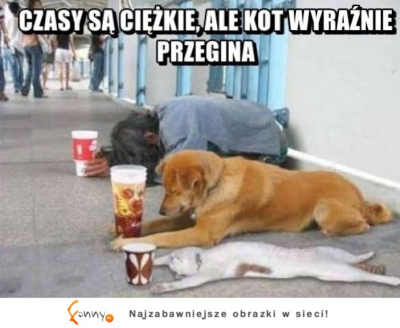 kot przegina