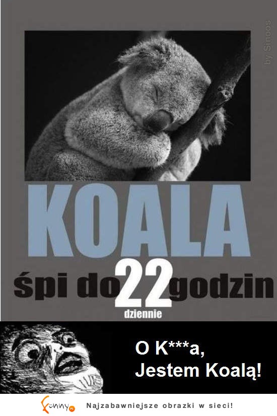 Koala śpi 22 godziny dziennie!