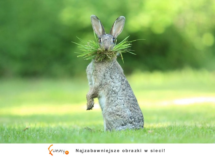 Najlepsze zdjęcia z „The Comedy Wildlife Photography" 2017, czyli zbiór zabawnych zdjęć zwierzaków Najlepsze zdjęcia z „The Comedy Wildlife Photography" 2017, czyli zbiór zabawnych zdjęć zwierzaków