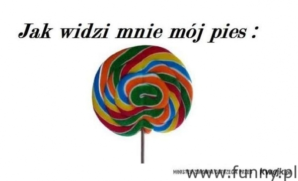 jak widzi mnie moj pies