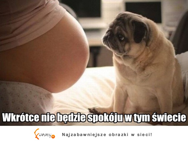 Ciężkie życie psa